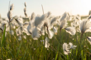Cottongrass, Cotton Grasses, Eriophorum, Acacia Family, Cyperaceae, Broadleaf Cottongrass, Eriophorum latifolium Cottongrass, Cotton Grasses, Eriophorum, Acacia Family, Cyperaceae, Broadleaf Cottongrass, Eriophorum latifolium